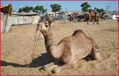 Camel at pushkar