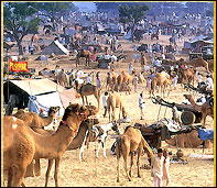 Camel Fair in Pushkar