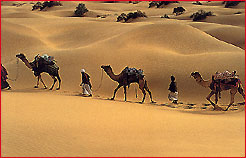 Desert, Jaisalmer Tour