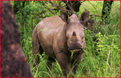 Rhino, Wildlife Tour & Travel