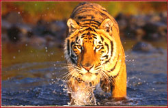 Tiger Kaziranga National Park,Adventure India Tourism