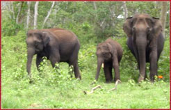 Elephant, Adventure India Tour 